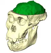 Modélisation 3D du cerveau de MH1, l'holotype d'Australopithecus sediba.