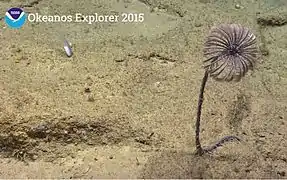 Un crinoïde du genre Endoxocrinus dans les abysses près de Porto Rico, à plusieurs milliers de mètres de profondeur. Image extraite de la mission Okeanos Explorer 2015.