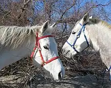 Têtes de deux chevaux gris clair qui portent l'un un licol rouge et l'autre un licol bleu.