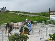 Sur une piste en sable, entre des barrières métalliques, une jeune femme court devant un cheval gris au trot qu'elle tient en licol.