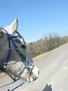 Tête d'un cheval gris clair avec un filet bleu.