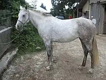 Un cheval gris clair attaché à un muret présente son profil gauche. Il possède des trait fins et une allure athlétique.