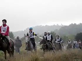 Image illustrative de l’article Endurance (équitation)