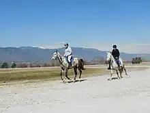 Deux chevaux gris galopent sur une piste de sable clair, un paysage montagneux pour décor.