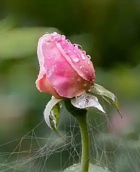 Une rose rose en bouton.