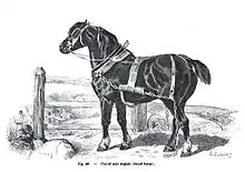 Gravure représentant un cheval noir de profil équipé d'un harnais à côté d'une barrière.