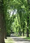 Allée d’Ulmus procera à Melbourne.