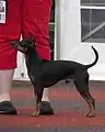 Le terrier d'agrément anglais noir et feu est un chien de petite taille.