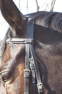 Gros plan sur la tête d'un cheval harnaché d'une bride.