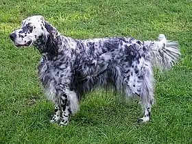 Setter anglais noir et blanc.