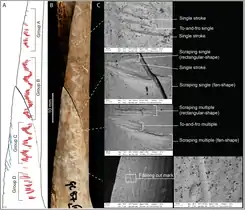 Radius humain avec des marques d'incision liées à des pratiques cannibales, Grotte de Gough, Angleterre