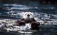 Photographie d'une loutre de mer.