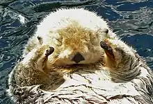 Photographie d'une loutre de mer.