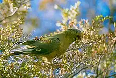 Conure magellanique (Enicognathus ferrugineus)