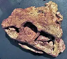 Crâne d’Ennatosaurus tecton (holotype PIN 1580/17) en vue dorsolatérale gauche.