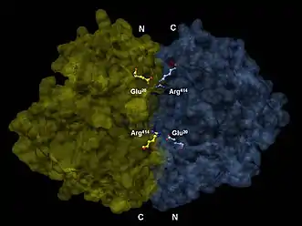 Structure 3D d'un dimère d'énolase en orientation antiparallèle. Le Glu20  N-terminal de l'un des dimères forme une liaison ionique avec le Arg414 C-terminal de l'autre pour stabiliser la strucutre quaternaire de l'enzyme.