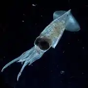 Enoploteuthis sp.