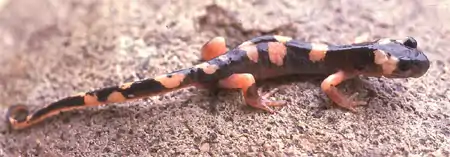 Ensatina eschscholtzii klauberi