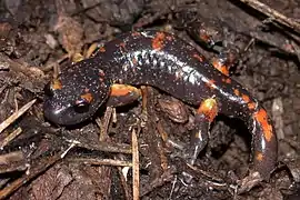 Ensatina eschscholtzii platensis