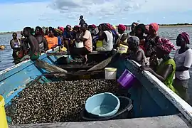 Ensemencement des arches dans les îles Saloum