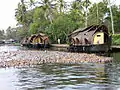 Canards nageant autour de kettuvalams stationnés dans une localité des backwaters.