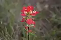 Castilleja indivisa  Pinceau indien, le long du sentier Gorman Creek