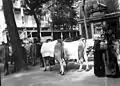 Photo noir et blanc de vaches vues de l'arrière, le dos couvert d'un tissus. L'attache de la queue est très haute.