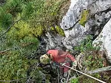 Homme casqué descendant en rappel au milieu de la végétation.