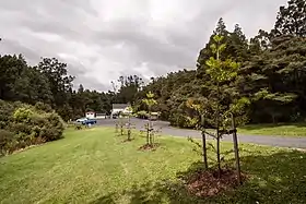 Kauri Park
