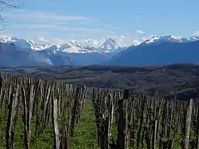Photo d'un paysage de montagnes et de collines, au premier plan des vignes.