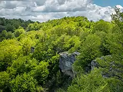 Forêt de hêtres au nord d'Espagne