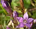 Gentianella germanica