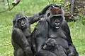 Famille de gorilles.