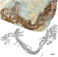 Photographie du squelette holotypique d’Eocasea martini, l'un des plus anciens caséidés connus avec un âge Carbonifère supérieur.