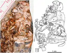 Photographie et dessin d’interprétation de l’anatomie crânienne d’Eocasea martini.