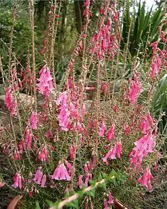 Epacris impressa emblème du Victoria.