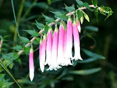 Description de l'image Epacris longiflora.jpg.