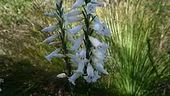 Description de l'image Epacris obtusifolia 2.jpg.