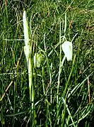 Variété blanche.