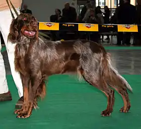 Épagneul picard lors d'une exposition canine à Poznań.