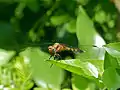 Orthetrum chrysostigma ♀ (parc national Kruger, afrique du sud)