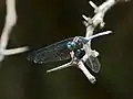 Orthetrum chrysostigma ♂ (parc national Kruger, afrique du sud)