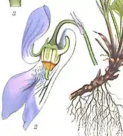Détail agrandi de la fleur disséquée d’une violette de Rivinus où les pétales sont réunis en un éperon évasé et arrondi de couleur pâle.