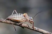 Mâle Ephippiger terrestris terrestris, sous espèce endémique du Sud-Est de la France.