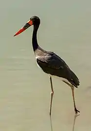 Un jabiru d'Afrique à la réserve africaine de Sigean. Septembre 2019.