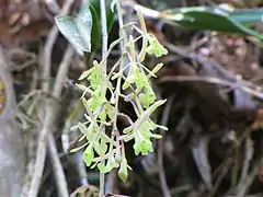 Description de l'image Epidendrum conopseum 1.jpg.