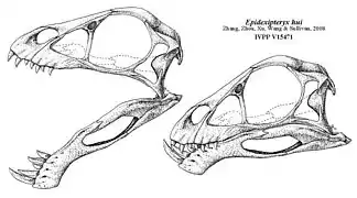 Reconstruction du crâne