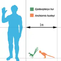 Tailles comparée avec un humain de deux des plus anciens Pennaraptora Epidexipteryx (vert) et Anchiornis (orange).