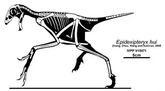 Silhouette et squelette retrouvé d'Epidexipteryx hui.