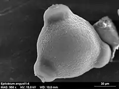 Epilobium angustifolium, le grain de pollen de l'épilobe présente trois pores (pollen triporé ou triaperturé)